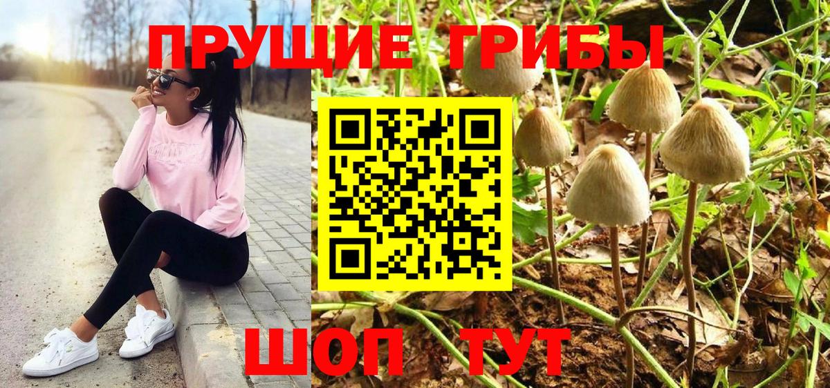 Псилоцибиновые грибы MAGIC MUSHROOMS  Псилоцибиновые грибы Magic Shrooms  Знаменск  где продают   Вход с VPN 